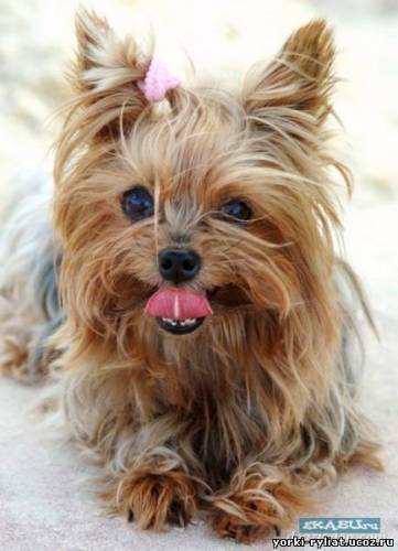 Собачка..) Собачка..)