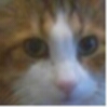 ewen