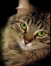 ������ ������