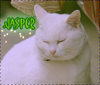 .jasper