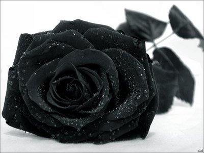 Black rose(Morna losse)