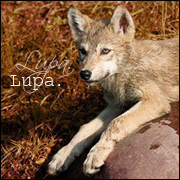 Lupa.