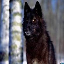 BLACK_wolf