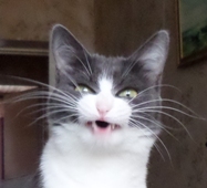 ��������