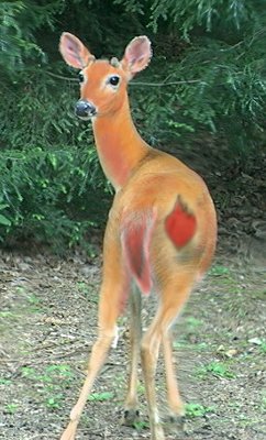 �������� �������