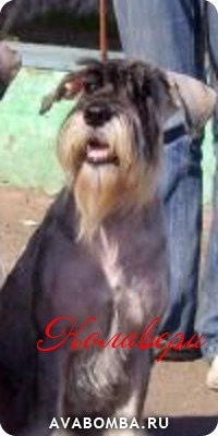 ���� ��� �������