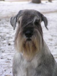 �������� ���������