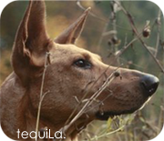 tequiLa.