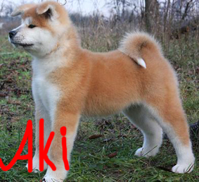 Akita