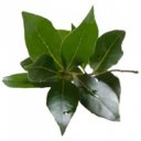 BayLeaf