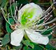 Capparis