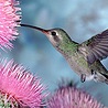 Hummingbird