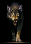 BlackWolf