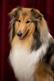 Lassie