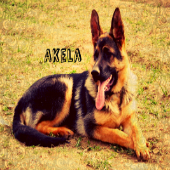 Akela