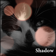 Shadow