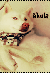 .akula