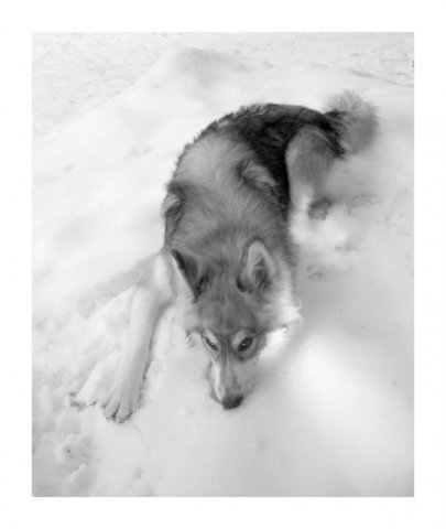 Wolf Star
