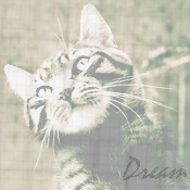 Dream