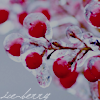 .ice-berry