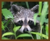raccoon