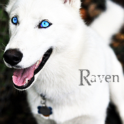 Raven