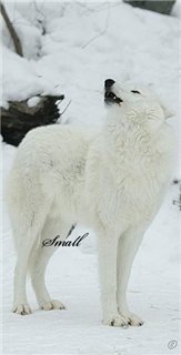Small