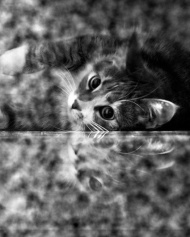 ���� ����