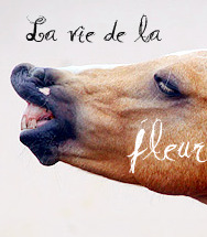 La vie de la fleur