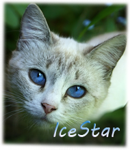IceStar