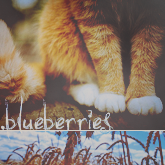 .blueberries