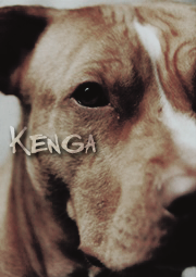 Kenga