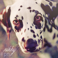 .nikky