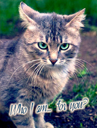 .owlwhisker