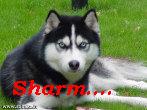 Sharm