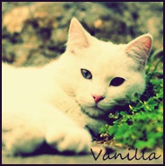 Vanilla