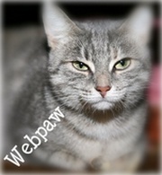 Webpaw