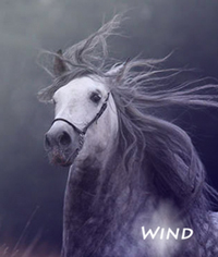 Wind