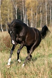 Ruffian