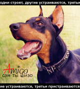 Amigo [x]