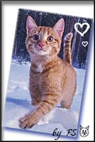 ����� ������