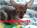 Love-Pet.Sega95