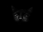 ZoRRo