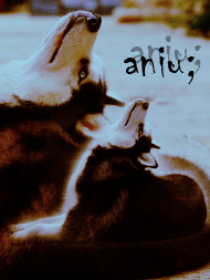 aniu;