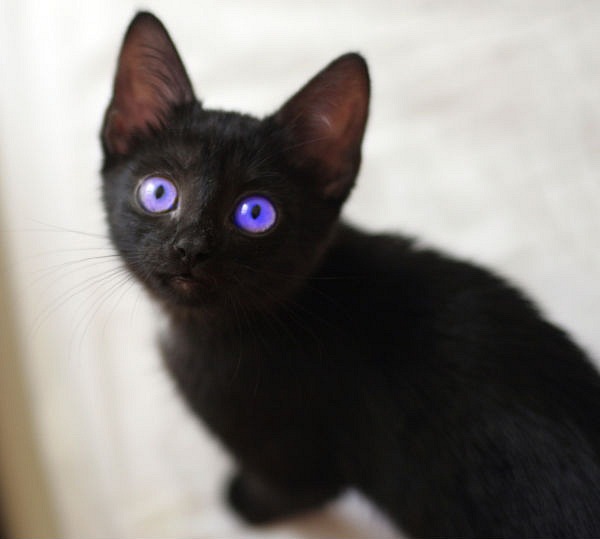 ������ �����