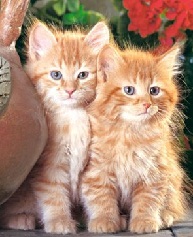 [���������],[�������]