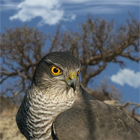 Accipiter