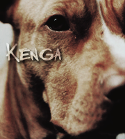 Kenga