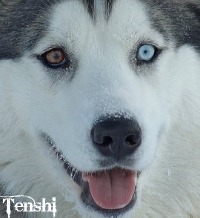 Tenshi