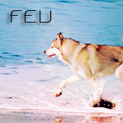 Feu